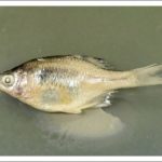 九州除く全国の河川で絶滅の淡水魚「ニッポンバラタナゴ」　兵庫のため池で発見							